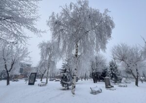 - Ardahan'da vatandaşların saçları buz tuttu, Kars Kalesi eteklerindeki ağaçlarda