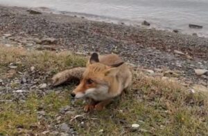 ÇANAKKALE (AA) – Çanakkale'nin Gelibolu ilçesinde bir koyda avlanan balıkçılar,