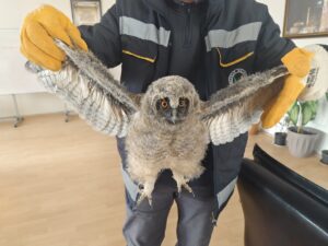 ÇORUM (AA) – Çorum'un Sungurlu ilçesinde çocuklar tarafından parkta bulunan