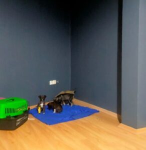 - Edirne Belediyesi olayla ilgili soruşturma başlatırken köpek yavrularını çöpe