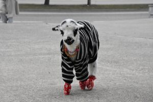 ORDU (AA) – EYÜP ELEVLİ – Ordu'nun Altınordu ilçesinde yaşayan