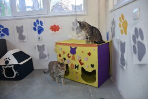 GÜMÜŞHANE (AA) – Gümüşhane'de, Kredi ve Yurtlar Genel Müdürlüğü'ne bağlı