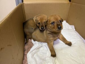 İSTANBUL (AA) – İBRAHİM HALİL AKTÜRK/CÜNEYT SEVİNDİK- Beylikdüzü'nde sahipsiz bir