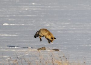 KARS (AA) – Kars'ta kızıl tilkinin karla kaplı arazide fare