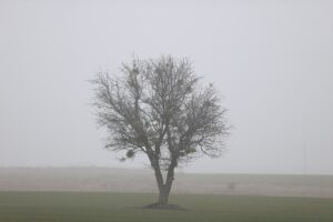 KIRKLARELİ (AA) – Kırklareli'nde yoğun sis nedeniyle görüş mesafesi yer