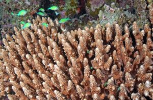 ANKARA (AA) – Afrika ve Asya kıtaları arasında yer alan