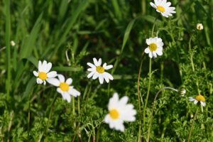 MANİSA (AA) – Manisa'nın Turgutlu ilçesinde erik ve badem ağaçları