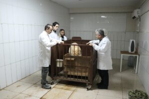 KAHRAMANMARAŞ (AA) – İZZET MAZI – Türk bilim insanları, menengiç