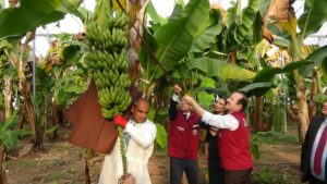 MERSİN (AA) – Mersin'in Erdemli ilçesinde geliştirilen 2 mandalina ve