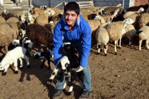 MUŞ (AA) – Muş Tarım ve Orman İl Müdürü Mehmet