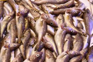 TRABZON (AA) – Trabzon'da balıkçı tezgahlarında mezgit ve istavritin kilogramı