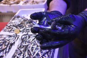 TRABZON (AA) – Trabzon'da balıkçı tezgahlarında hamsinin kilogramı 125 ila