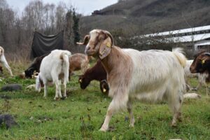 ​​​​​ORDU (AA) – EYÜP ELEVLİ – Üniversitede tarım ve hayvancılık