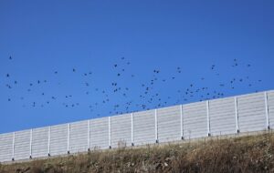İSTANBUL (AA) – Yente AŞ, Aktaş Gölü'nde göçmen kuşların konforunu