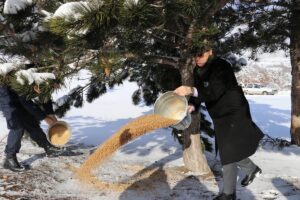 AMASYA (AA) – Amasya'nın Suluova ilçesinde kar nedeniyle yiyecek bulmakta