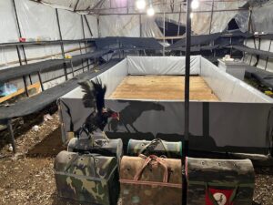 ANTALYA (AA) – Antalya'nın Demre ilçesinde horoz dövüştüren 14 kişiye