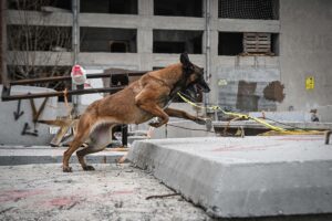 ANKARA (AA) – AYKUT KARADAĞ/EMRULLAH CESUR – Kahramanmaraş merkezli 11