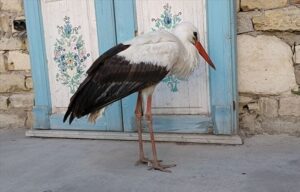 AYDIN (AA) – Aydın'ın Söke ilçesinde bir evin bahçesinde bitkin