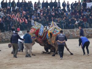 BALIKESİR (AA) – Balıkesir'in Havran ilçesinde "Geleneksel Seyit Onbaşı Deve