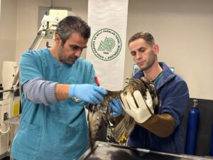 BALIKESİR (AA) – Balıkesir'de vatandaşlar tarafından yaralı halde bulunan 1