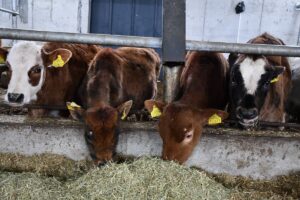 BİLECİK (AA) – ATAHAN GEZER / MUHSİN ARSLAN – Bilecik'in