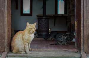 BURSA (AA) – MUSTAFA BİKEÇ – Bursa'nın Osmangazi ilçesinde, engelli