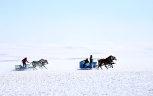 - Festivalde düzenlenen atlı kızak, rahvan at, atlı okçuluk, cirit,