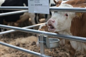 ÇANAKKALE (AA) – Çanakkale'de büyükbaş hayvan üretim çiftliğince düzenlenen mezatta,