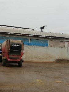 - Dana, sahibi tarafından uzun uğraşlar sonucu indirildi