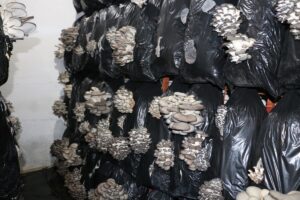 ERZİNCAN (AA) – Son yıllarda sebze ve meyve üretiminin yanında