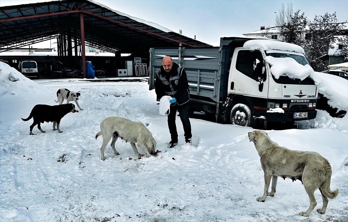 Erzincan'da polisler, sahipsiz hayvanlar için belirli noktalara yiyecek bıraktı