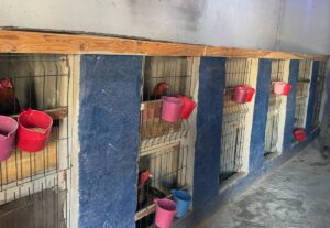 ERZURUM (AA) – Erzurum'un Uzundere ilçesinde horoz dövüştürdükleri tespit edilen