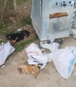 KIRKLARELİ (AA) – Kırklareli'nde iki farklı bölgede 11 köpek ile