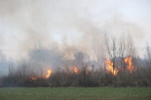 KIRKLARELİ (AA) – Kırklareli'nde otluk alanda başlayıp ağaçların bulunduğu bölgeye