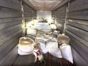 KIRŞEHİR (AA) – Kırşehir'de dorsesinde 3 ton 35 kilogram kıyılmış