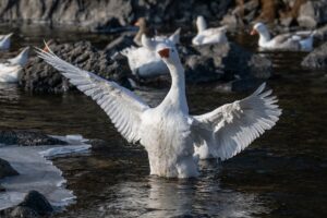 KARS (AA) – Türkiye'nin kaz yetiştiriciliğinin gözde merkezlerinden Kars'ta, özellikle