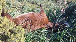 LEFKOŞA (AA) – Kuzey Kıbrıs Türk Cumhuriyeti'nin (KKTC) Dipkarpaz bölgesinde