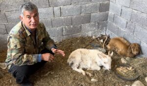 OSMANİYE (AA) – Osmaniye'nin Sumbas ilçesine bağlı Mehmetli Belediyesi sınırlarında