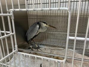 AFYONKARAHİSAR (AA) – Afyon Kocatepe Üniversitesi (AKÜ) Yaban Hayatını Kurtarma