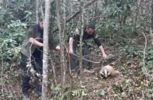 BARTIN (AA) – Bartın'ın Kurucaşile ilçesinde tuzağa yakalanan porsuk, orman