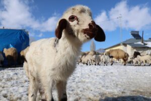 BAYBURT (AA) – Bayburt'ta karla kaplı köylerde yaşayan besiciler, zorlu