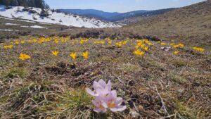 ÇANKIRI (AA) – Çankırı'nın Yapraklı ilçesinde, baharın müjdecisi olarak bilinen