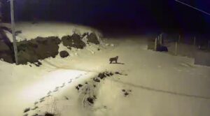 ÇORUM (AA) – Çorum'un Kargı ilçesinde yiyecek arayan vaşak güvenlik