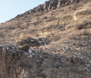 ERZURUM (AA) – Erzurum'un Şenkaya ilçesinde sürü halinde otlanan dağ