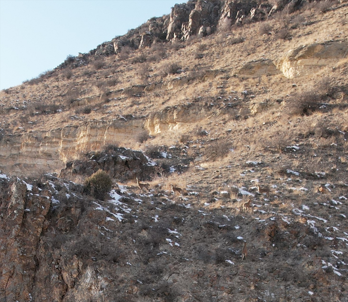 Erzurum'da sürü halindeki dağ keçileri dronla görüntülendi