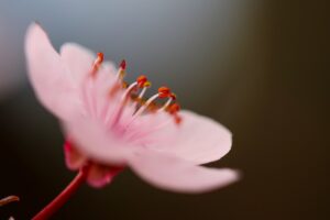 GAZİANTEP (AA) – Gaziantep Botanik Bahçesi, ilkbaharın gelişiyle açan çiçeklerle