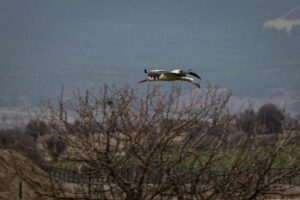 KÜTAHYA (AA) – Göç yolundaki onlarca leylek, Kütahya’nın Domaniç ilçesindeki