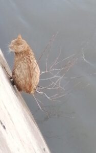 GÜMÜŞHANE (AA) – Gümüşhane'de Harşit Çayı'nda mahsur kalan 2 kedi,