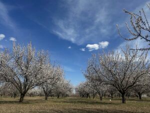 IĞDIR (AA) – Iğdır'da ağaçların çiçek açtığı kayısı bahçeleri, beyaz