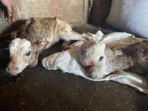 KARS (AA) – Kars'ın Susuz ilçesinde bir besicinin doğum yapan